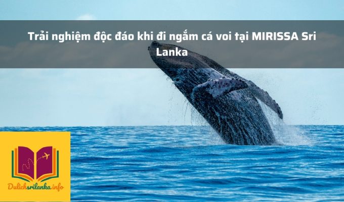 Trải nghiệm độc đáo khi đi ngắm cá voi tại MIRISSA Sri Lanka