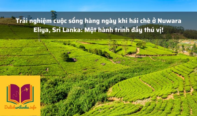 Trải nghiệm cuộc sống hàng ngày khi hái chè ở Nuwara Eliya, Sri Lanka: Một hành trình đầy thú vị!