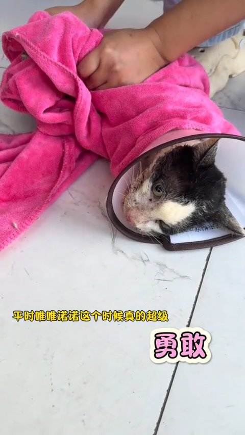 Stray Cat Rescue: 1 Miraculous and Heartbreaking Story of Survival