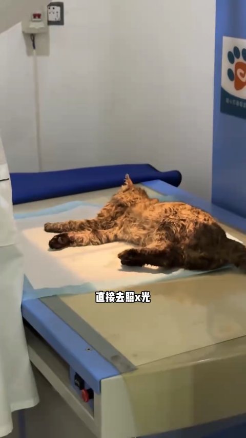 1 Injured Stray Cat’s Miraculous Rescue: How Kindness Saved a Life