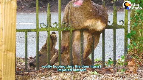 Wedged in Steel: The Miracle Rescue of a Trapped Roe Deer