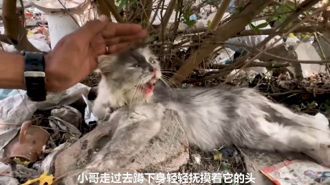 Whispers in the Wasteland: How a Frightened Mother Cat and Her Tangled Kittens Found Safe Haven