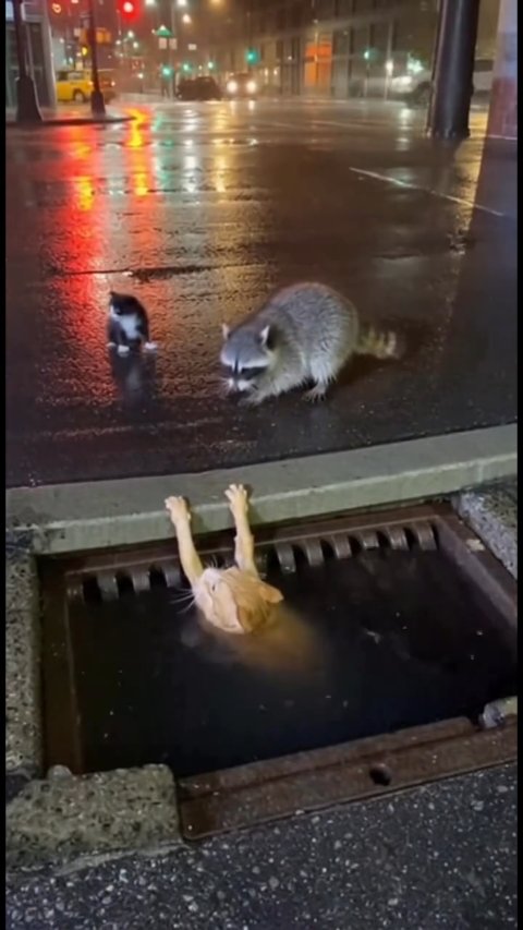 1 Heroic Rescue: Watch This Brave Man Save A Trapped Kitten From A Dark Storm Drain