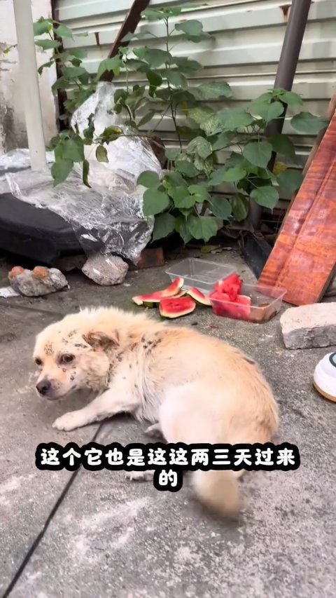 5 Powerful Steps: Rescuing This Suffering Stray Dog From A Tick Infestation