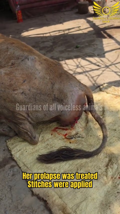 This Cow Prolapse Rescue: 1 Miraculous Story of Hope and Survival