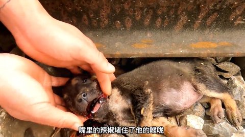 1 Miracle Railroad Puppy Rescue That Will Touch Your Heart Deeply